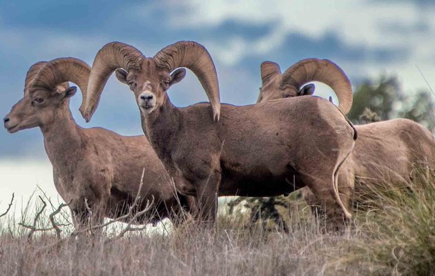 Bighorn Sheep Lede Hero