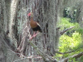 BlackbelliedWhistlingDuck