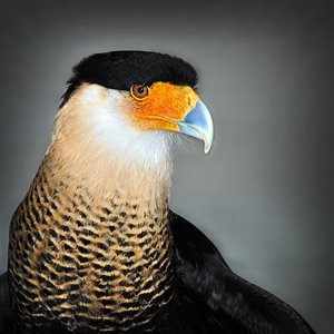 CARACARA