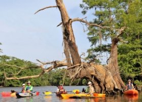 Collier&#x27;s Ferry to Lake Bayou Paddling Trail - Paddlers Under Tree