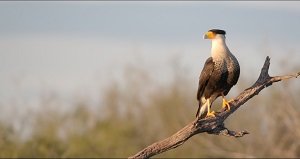 Crested_Caracara