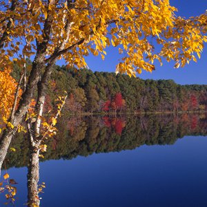 Daingerfield State Park Fall Color