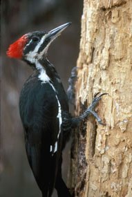 PileatedWoodpecker