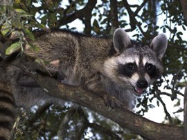 Stephen F. Austin Paddling Trail - Gulf Prairie Run Raccoon