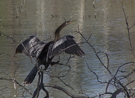 Stephen F. Austin Paddling Trail - Old Settlement Passage Anhinga