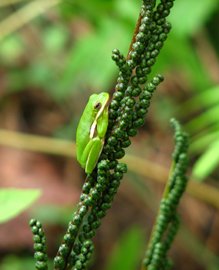 green treefrog_vert