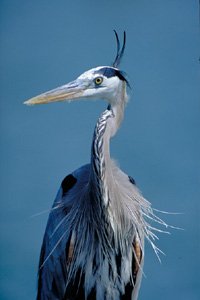 heron