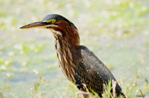 heron_JeanChaka