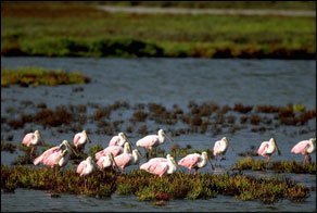 Mustang Island Paddling Trail 3