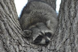 raccoon