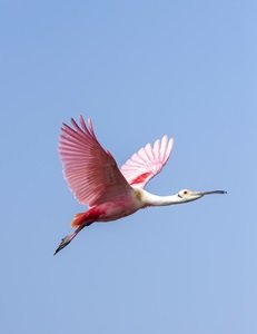 Ron Smith Oso Bay Roseate Spoonbill